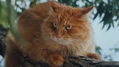 Котострофа
